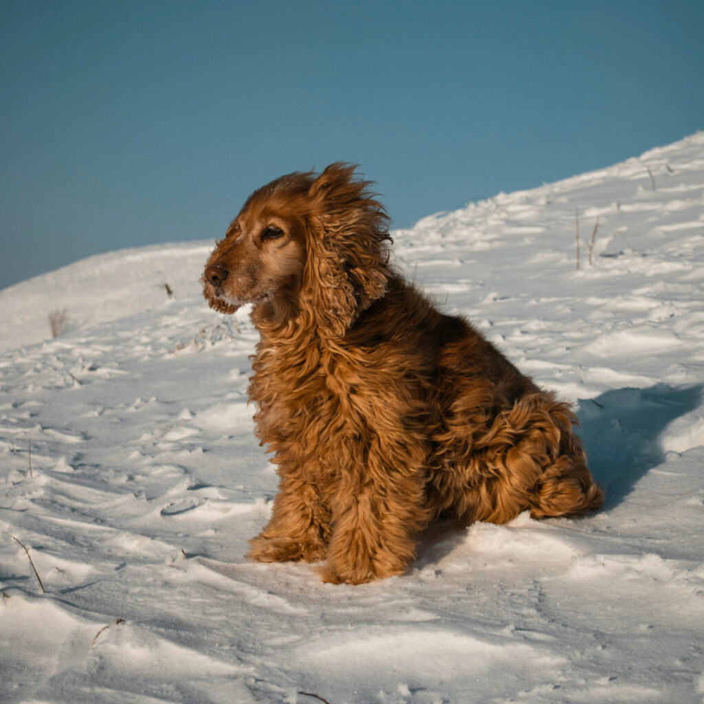 Anglický kokršpaněl – genetické testy. Zdroj: Pexels.com. Autor/ka fotografie: Aynur Latfullin