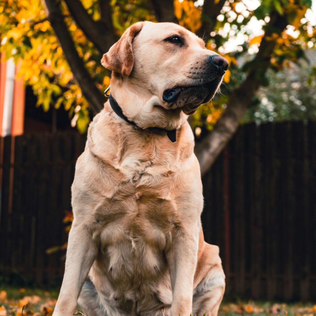 Labradorský retrívr – genetické testy. Zdroj: Pexels.com Autor/ka fotografie: Vlad Chețan