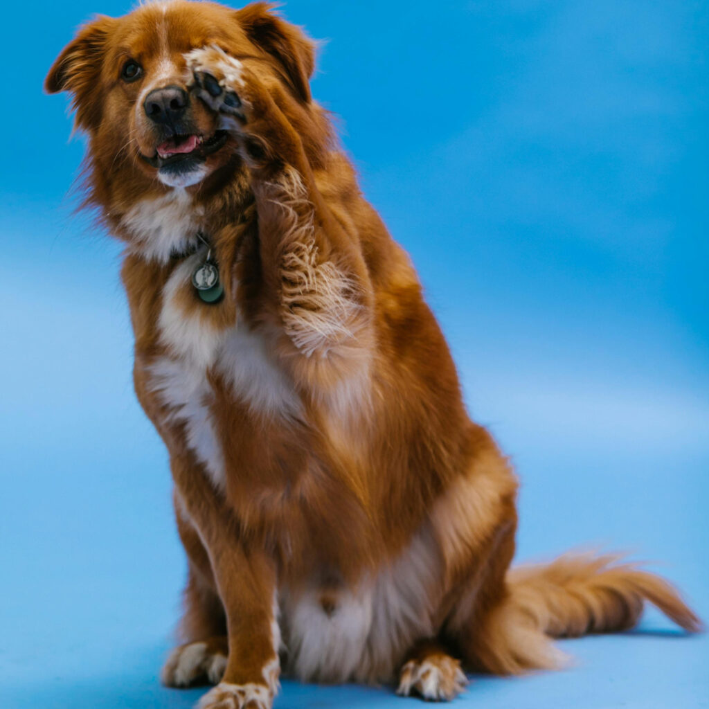 Nova Scotia Duck Tolling Retriever – genetické testy Zdroj: Pexels.com Autor: Autor/ka fotografie: RDNE Stock project