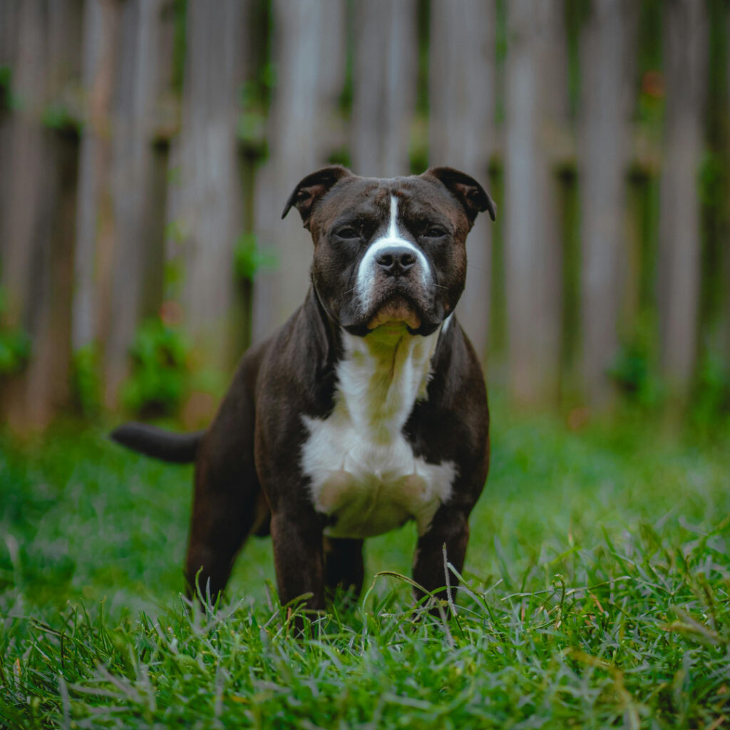 Stafordširský bulteriér – genetické testy. Zdroj: Pexels.com Autor/ka fotografie: Luis Negron